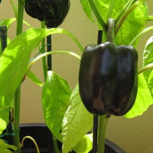 Black Capsicum Seed