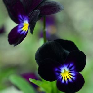 Black Pansy Seed