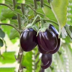 Brinjal Seed