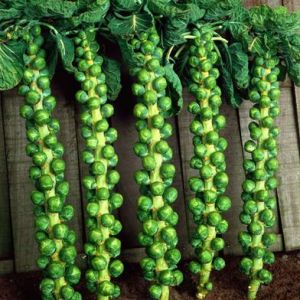 Brussels Sprouts Seed