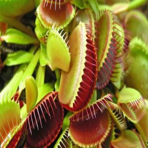 Carnivorous Plants Seed