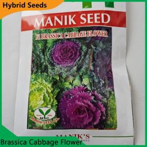 Deshi Flower Seeds- Brassica Cabbage Flower