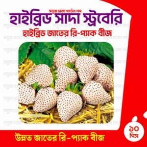 Hybrid Shada Strawberry