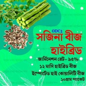 ODC 3 Hybrid Moringa Seed 10 gm