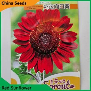 Sunflower Seeds