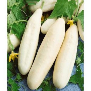 White Cucumber Seed
