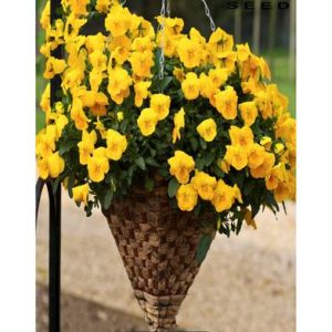 Yelow Pansy Seed