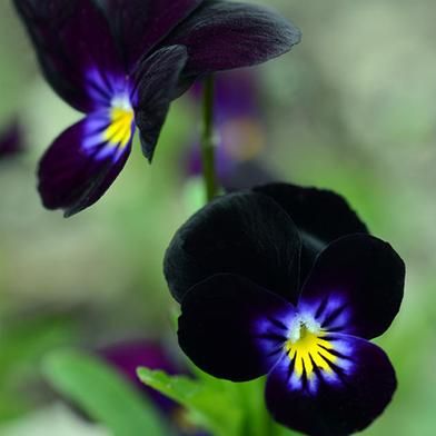 Black Pansy Seed