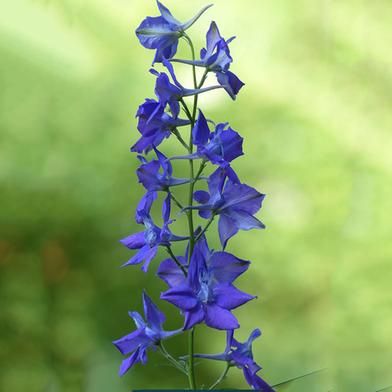 Delphinium Seed