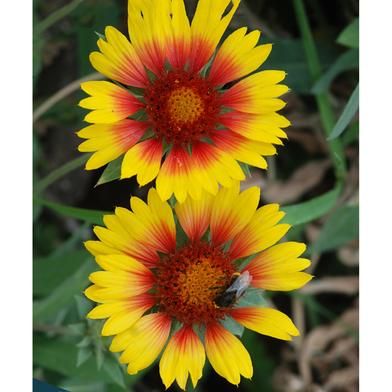 Gaillardia Aristata Seed