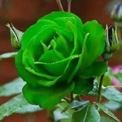 Green Rose Seed