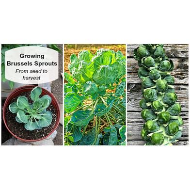 Growing-Brussels Sprouts Seed - Deep Green
