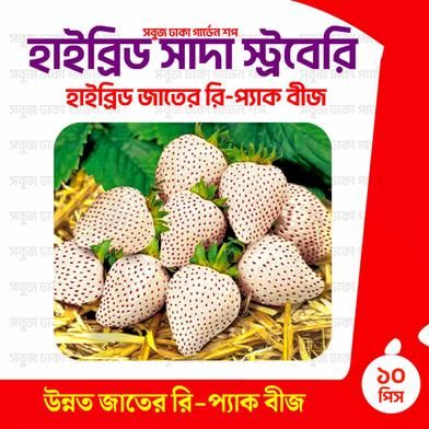 Hybrid Shada Strawberry