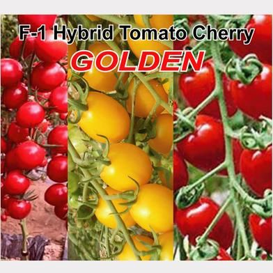 Naomi Seed F-1 Hybrid Tomato Cherry GOLDEN 50 Piece Seed