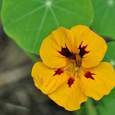 Tropaeolum Majus Seed Yellow