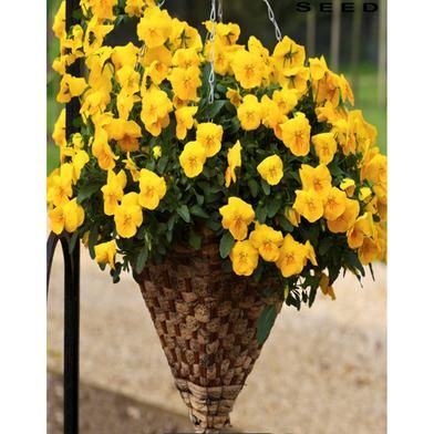 Yelow Pansy Seed